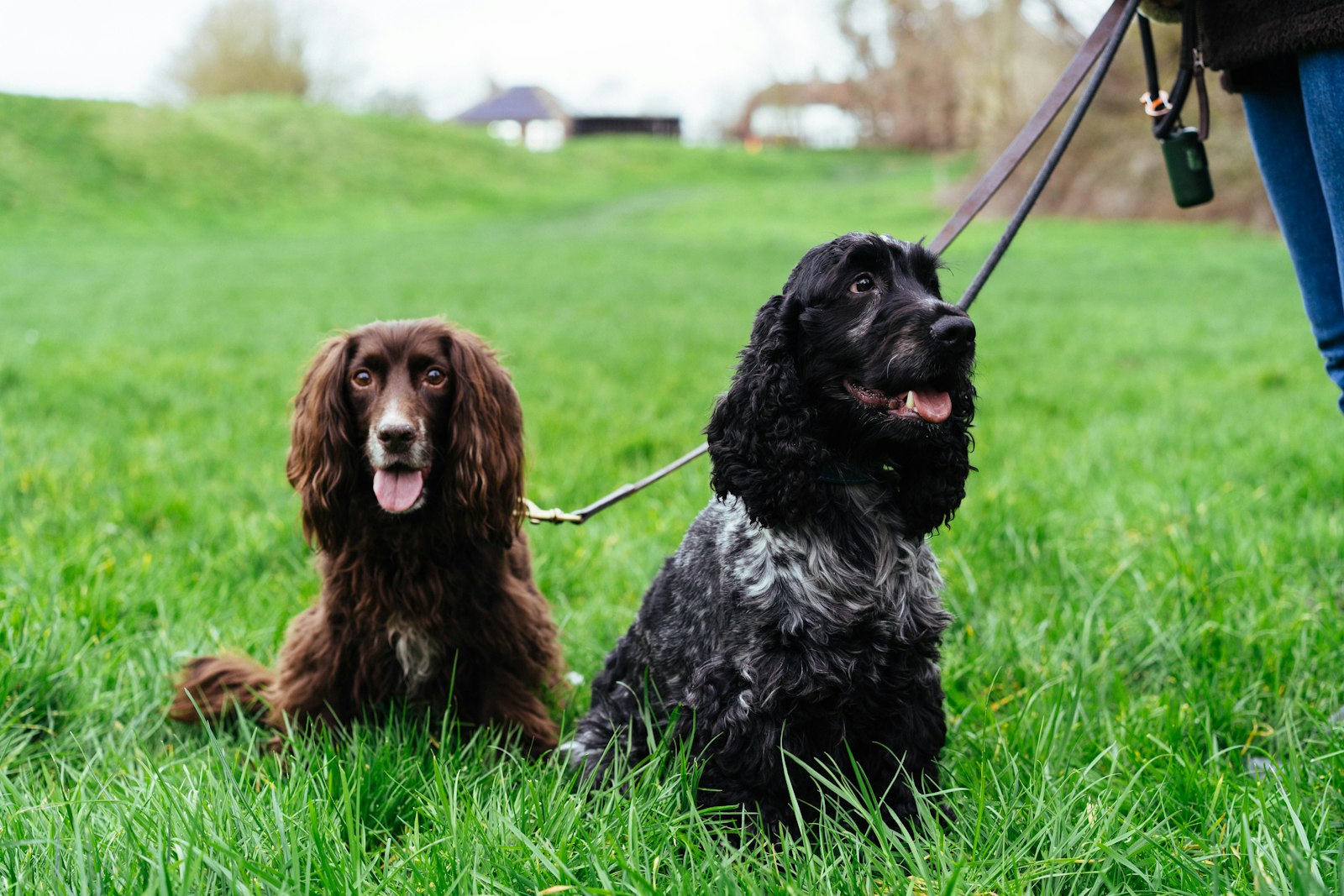 Does Pet Insurance Cover Dog Daycare Costs? What Dublin Dog Owners Should Know
